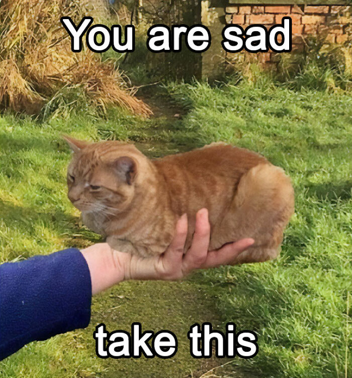 35 Hilariously Random Cat Pics To Make Your Day At Least 68.9% Better