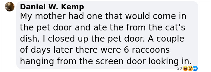 Wild Raccoons Who Were Being Fed By Woman For 35 Years Turn Aggressive, Get 911 Called On Them