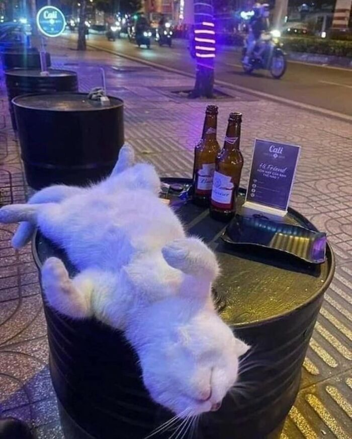 Cats-Being-Funny-Jerks-Memes-Pics