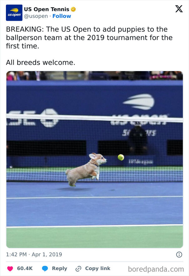 Corgi jumping on tennis court as a ballperson.