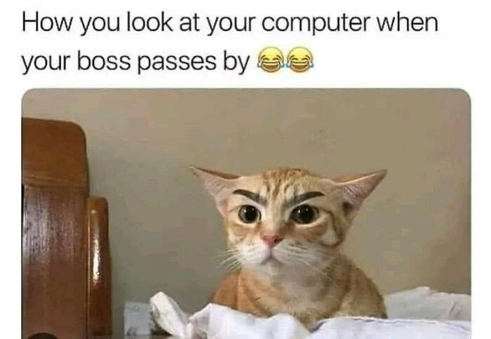 Cats-Being-Funny-Jerks-Memes-Pics