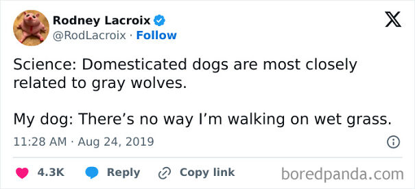 Funny dog meme about dogs refusing to walk on wet grass despite being related to wolves.