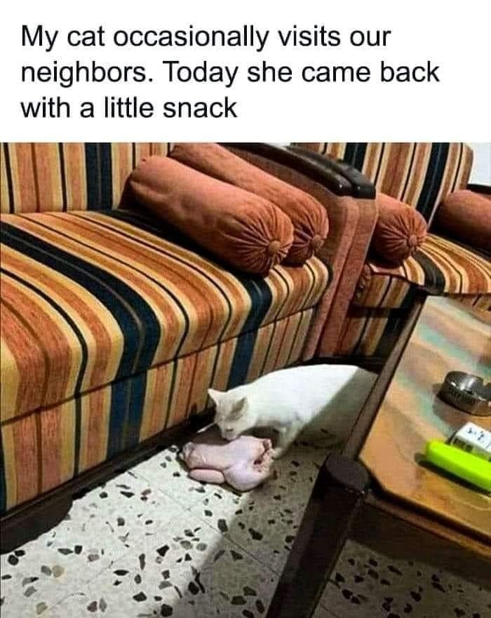 Cats-Being-Funny-Jerks-Memes-Pics