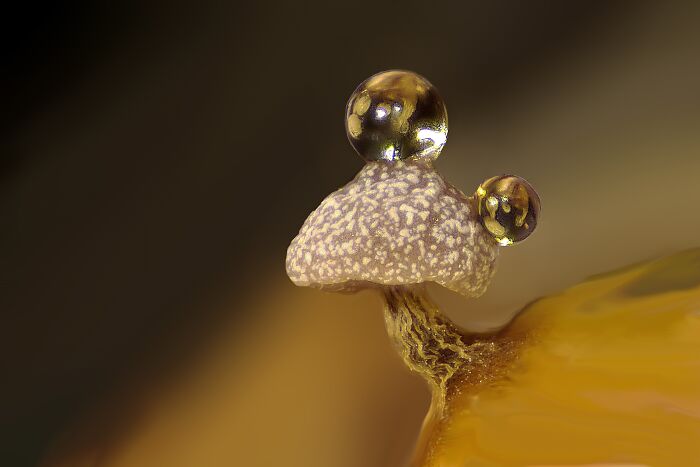 Microscopic image of a tiny mushroom with water droplets captured in the 2024 Nikon Small World photomicrography contest.