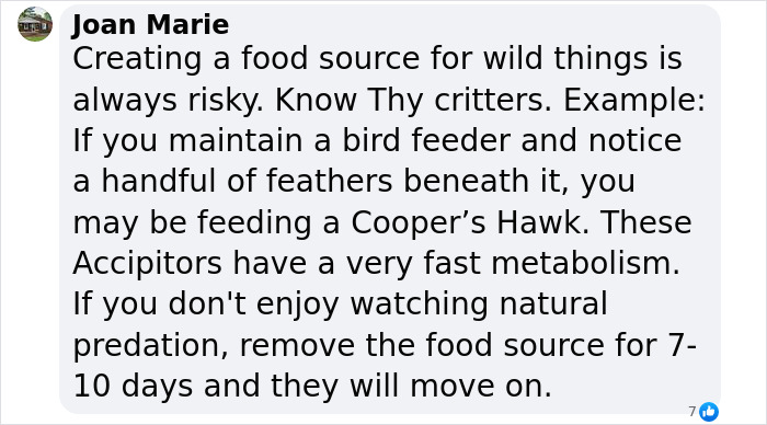 Wild Raccoons Who Were Being Fed By Woman For 35 Years Turn Aggressive, Get 911 Called On Them