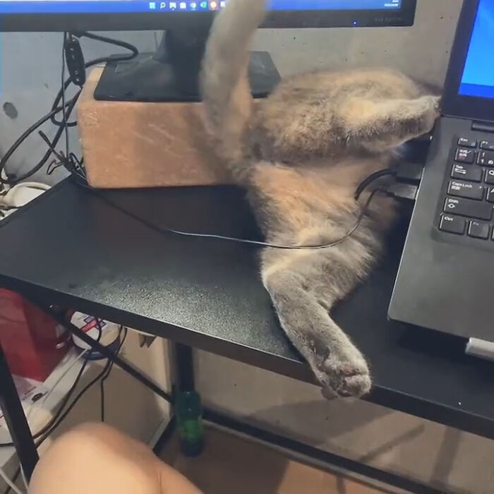 Cats-With-Jobs-Pictures