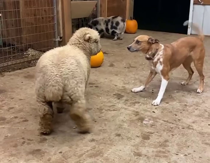 People Online Can't Get Enough Of This Lamb Who Was Rejected By Her Mom And Was Raised By Dog