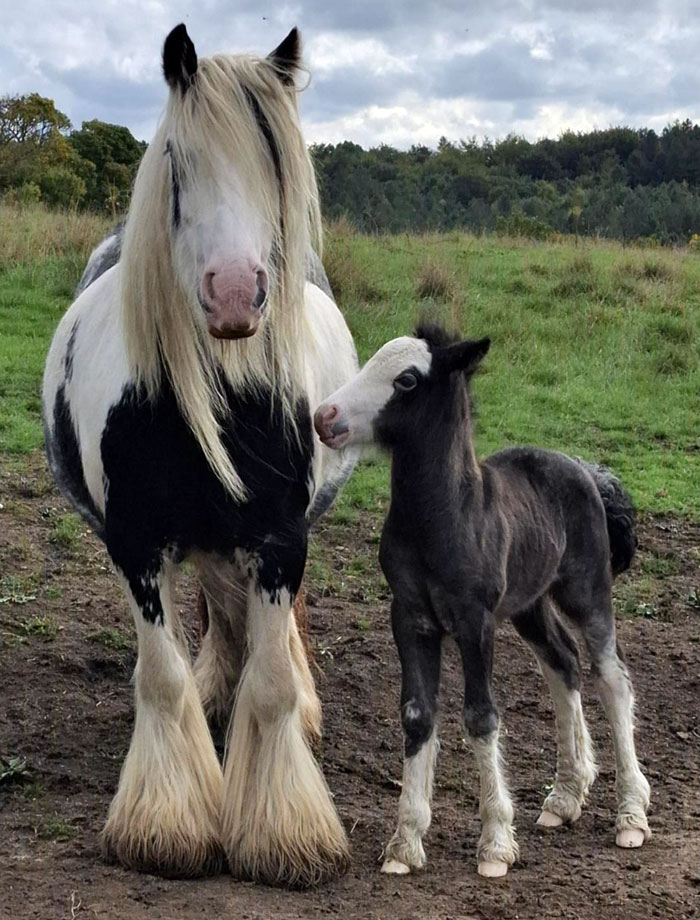 Proud Mama And Her Newborn