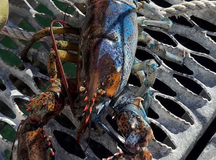 "Woke" And "Nonbinary" Half Male, Half Female Lobster Goes Viral Online