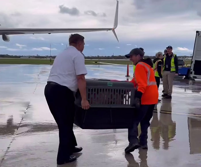 Airlines Help Evacuate Shelter Animals, Pilot Falls In Love With A Kitty And Decides To Adopt Her