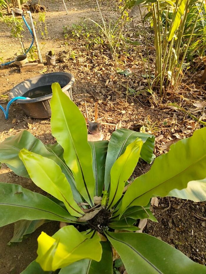 Cute-There-Is-No-Cat-Images