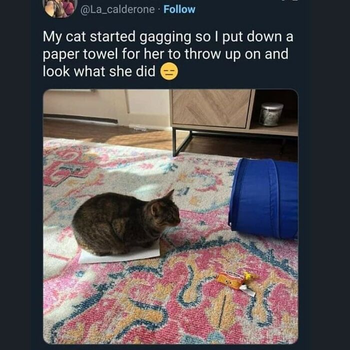 Cats-Being-Funny-Jerks-Memes-Pics