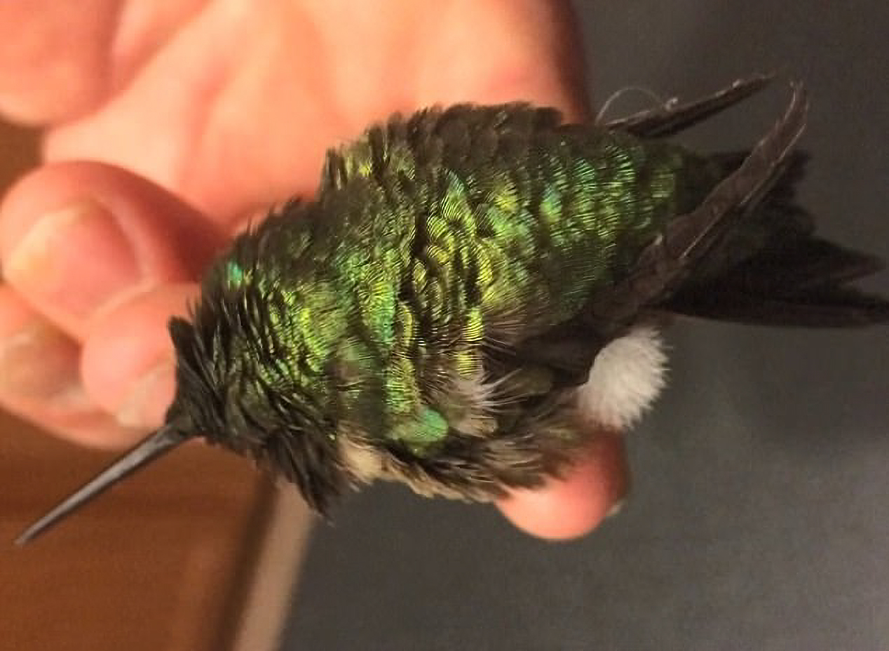 This Guy Saved A Baby Hummingbird And Soon Found Out She Wasn&rsquo;t Alone