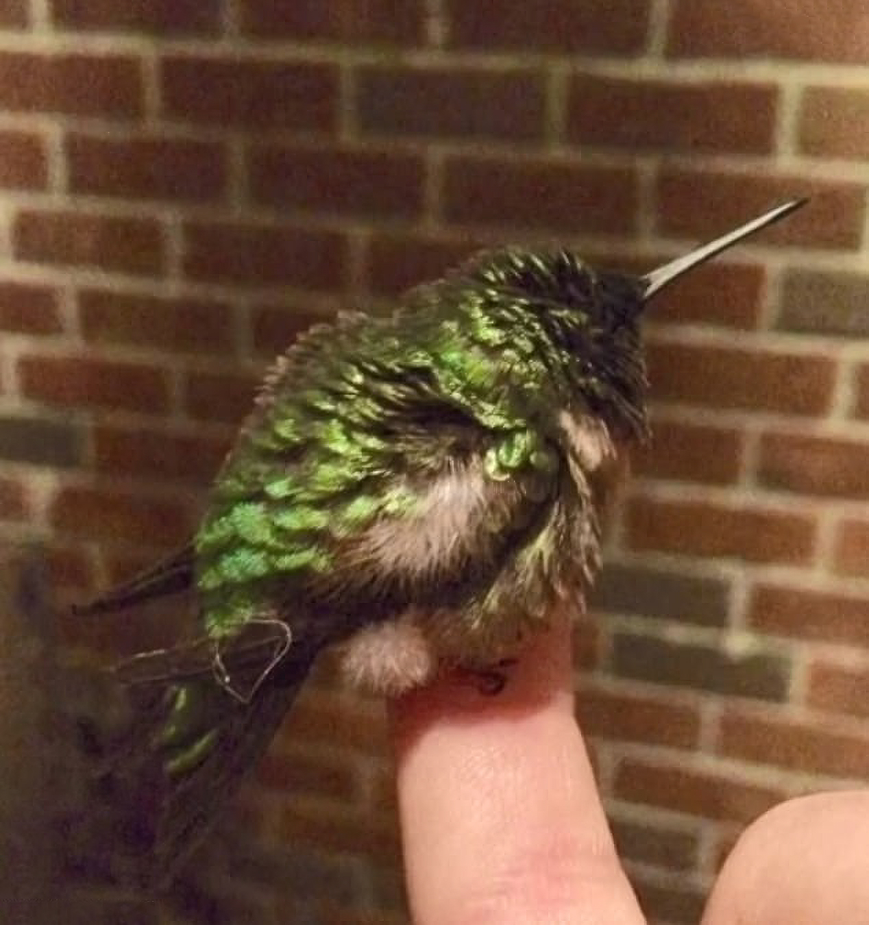 This Guy Saved A Baby Hummingbird And Soon Found Out She Wasn&rsquo;t Alone
