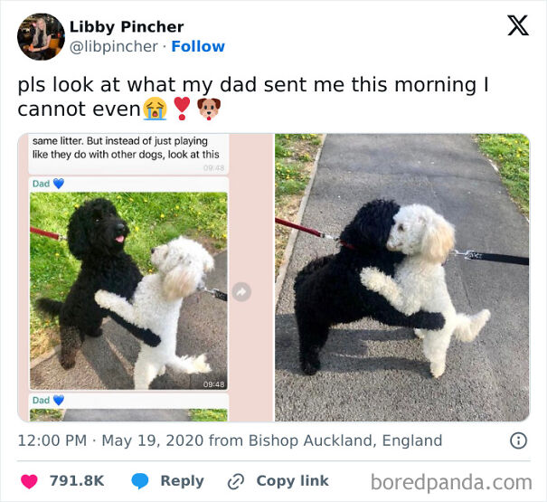 Two dogs hugging on leashes in a funny and relatable moment for dog owners.