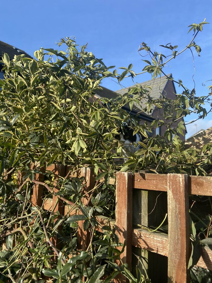 Cute-There-Is-No-Cat-Images