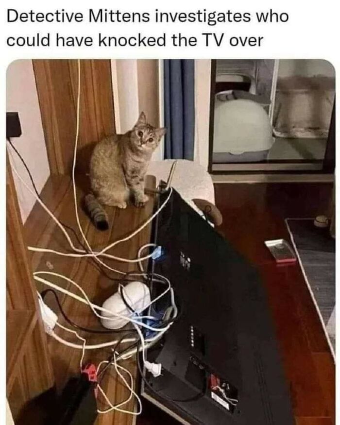 Cats-Being-Funny-Jerks-Memes-Pics