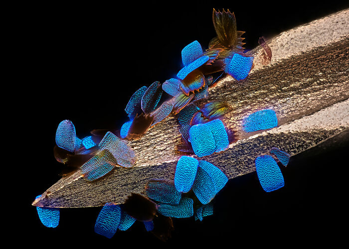 Microscopic image showing iridescent blue insect wings attached to a textured surface in the 2024 Nikon Small World contest.