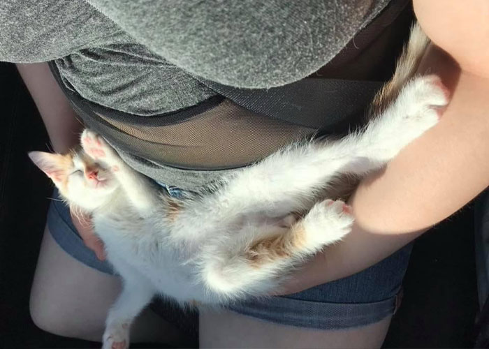 Girl Loses It When Woman Adopts A Cat She Wanted At The Shelter As Punishment For Torturing It