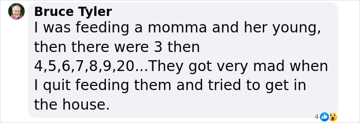 Wild Raccoons Who Were Being Fed By Woman For 35 Years Turn Aggressive, Get 911 Called On Them