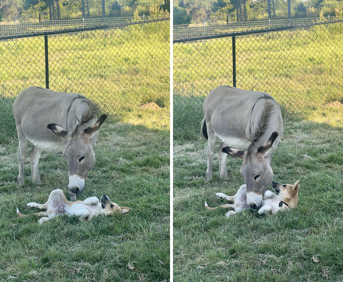 Lily Gives Bear Some Love 
