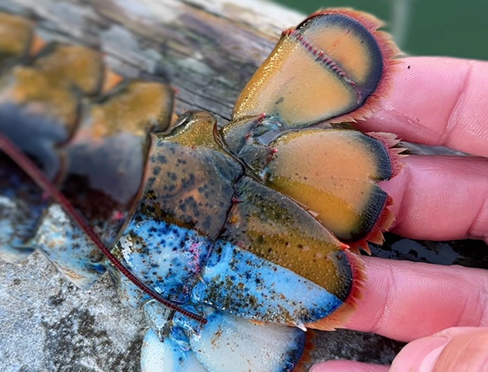 "Woke" And "Nonbinary" Half Male, Half Female Lobster Goes Viral Online