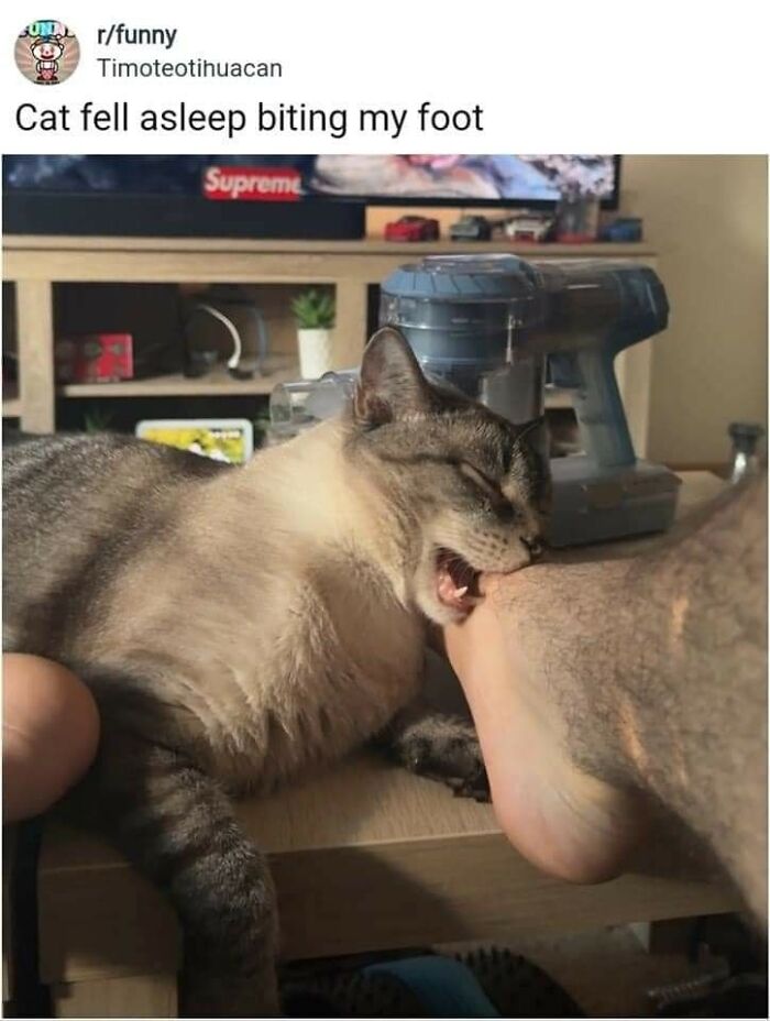 Cats-Being-Funny-Jerks-Memes-Pics