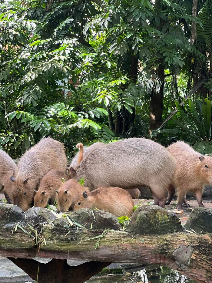 Cute-There-Is-No-Cat-Images