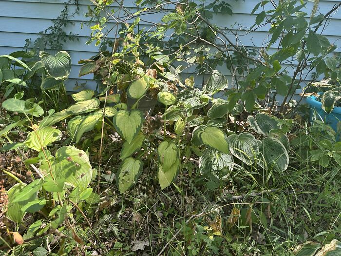 Cute-There-Is-No-Cat-Images