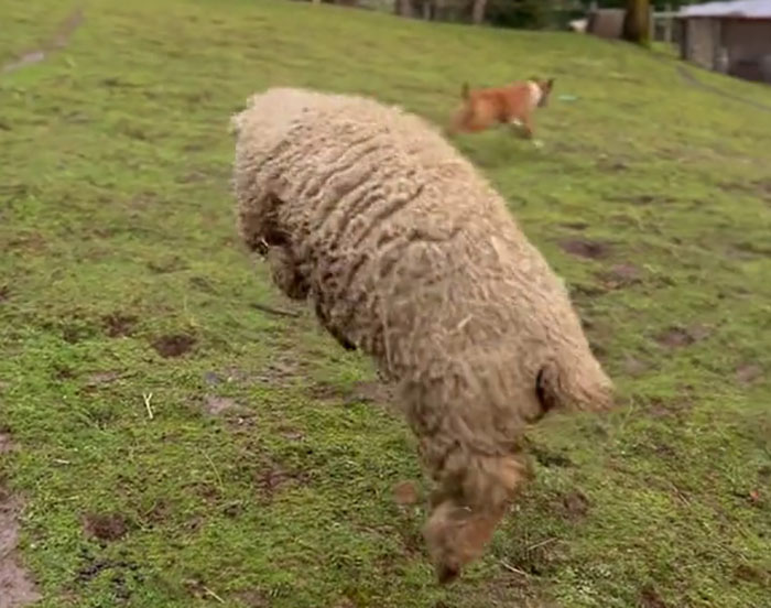 People Online Can't Get Enough Of This Lamb Who Was Rejected By Her Mom And Was Raised By Dog