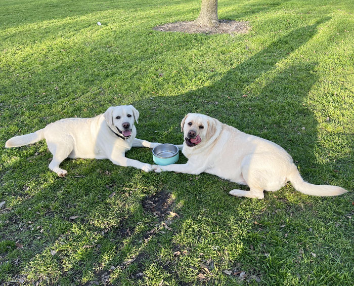 My Best Boy Made A Friend At The Park Today. Look At Them Holding Paws