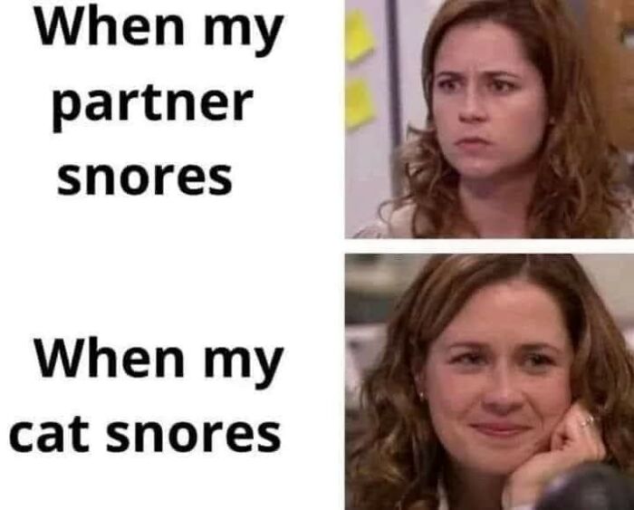 Cats-Being-Funny-Jerks-Memes-Pics