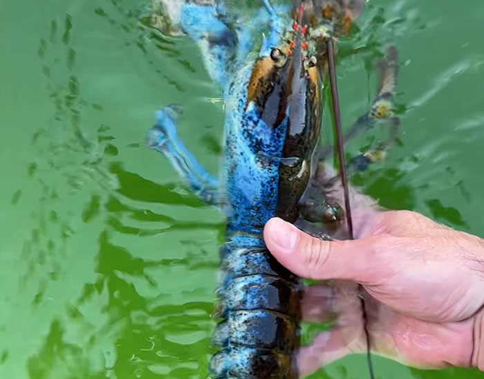 "Woke" And "Nonbinary" Half Male, Half Female Lobster Goes Viral Online