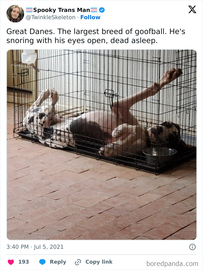 "Draw Me Like One Of Your Great Danes"