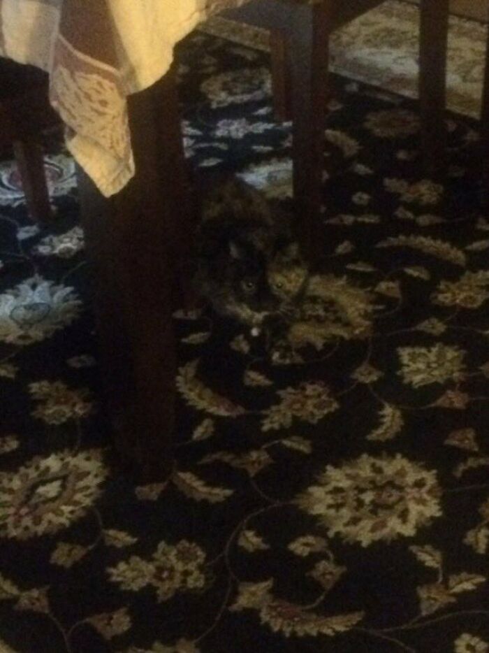 Cute-There-Is-No-Cat-Images