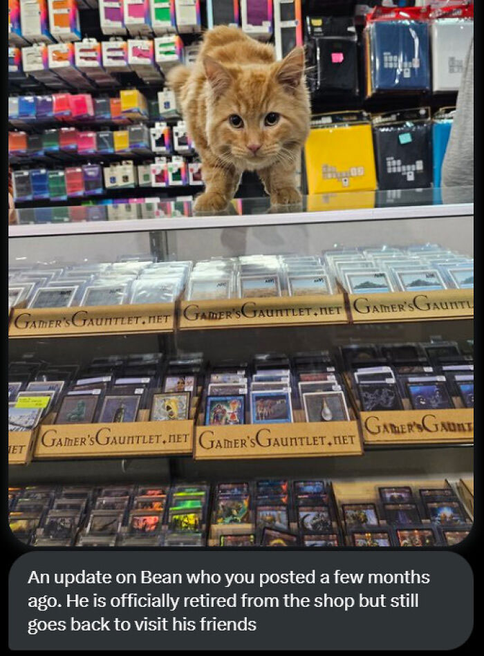 Cats-With-Jobs-Pictures