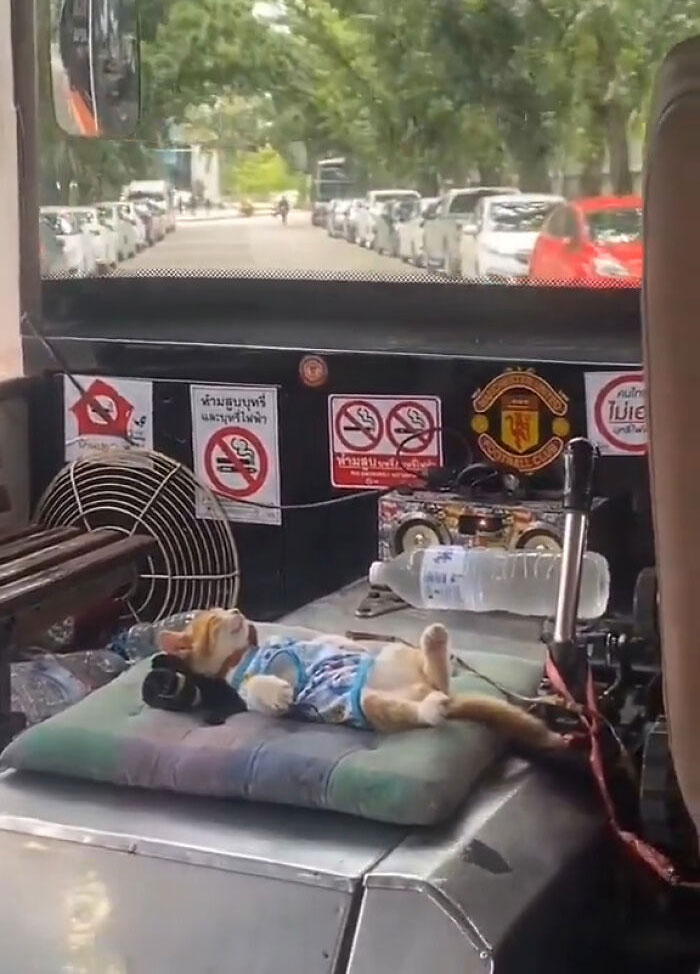 Cats-With-Jobs-Pictures