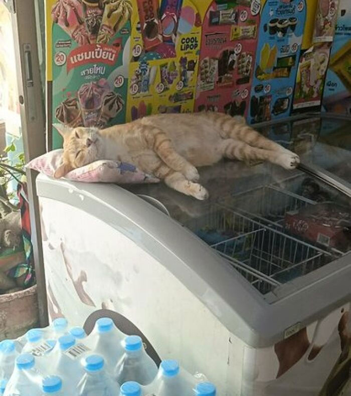 Cats-With-Jobs-Pictures