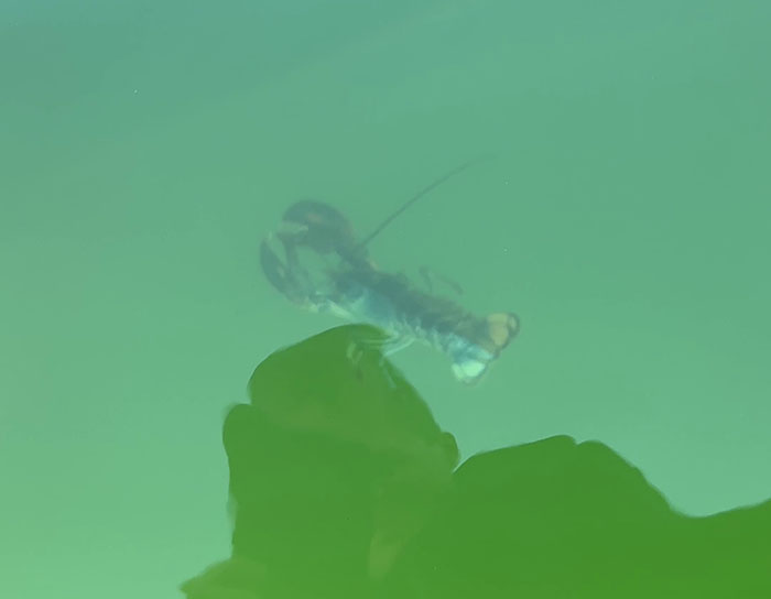 "Woke" And "Nonbinary" Half Male, Half Female Lobster Goes Viral Online