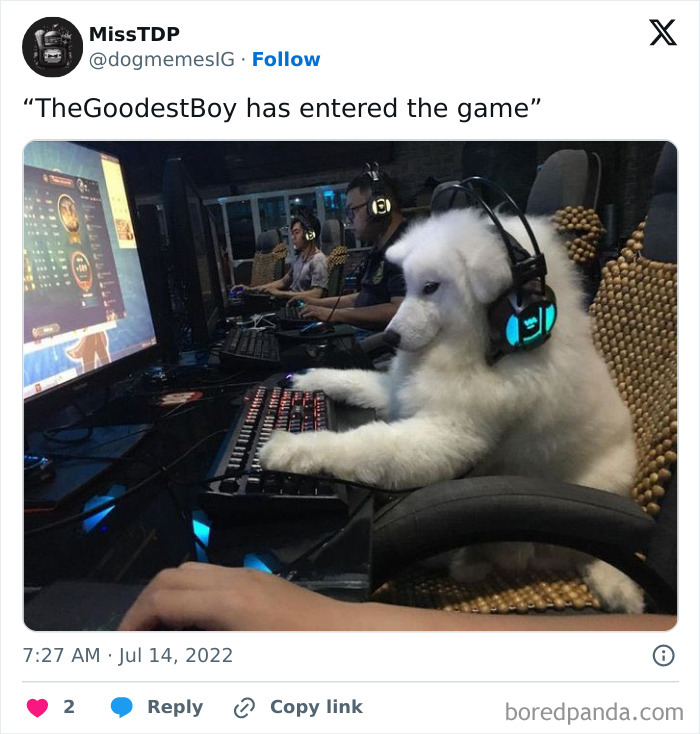 Funny-Chonky-Woofers-For-My-Depression-Memes