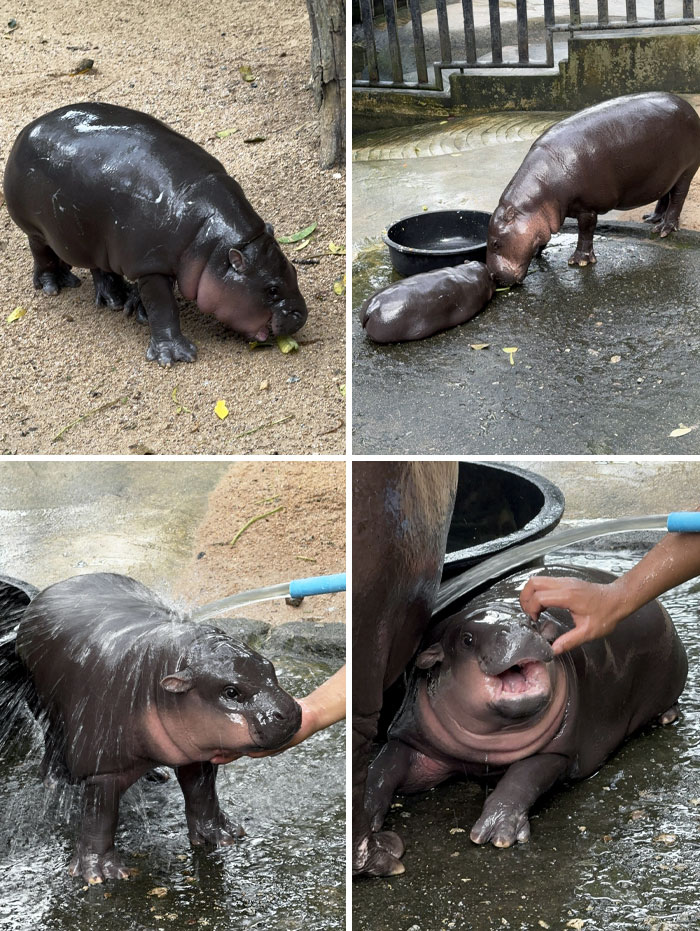 I Visited Moo Deng Today