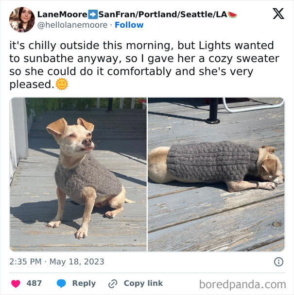 Dog in a cozy sweater sunbathing on the porch, looking pleased and comfortable despite the chilly weather.