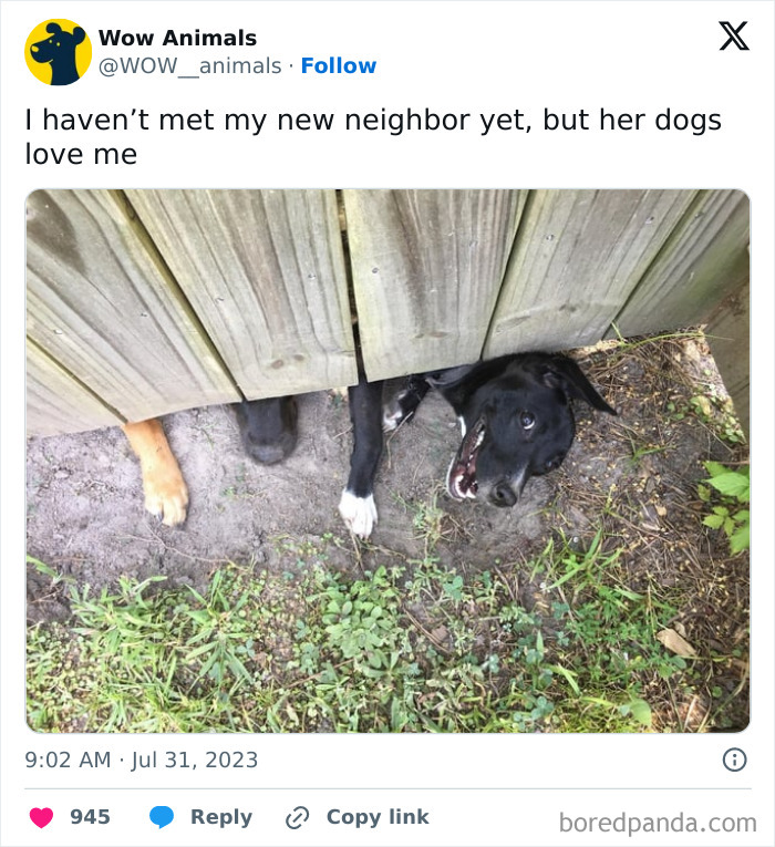 Funny-Chonky-Woofers-For-My-Depression-Memes