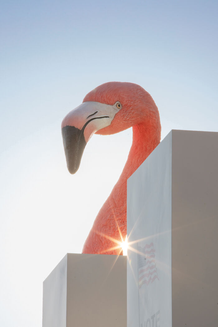 Flamingo Fever: Inspiring Votes With A Pop Of Pink (17 Pics)