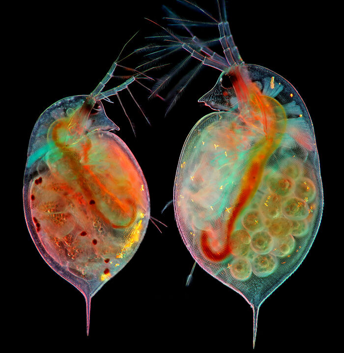 Two translucent microscopic organisms with colorful internal structures captured in Nikon Small World photomicrography contest.