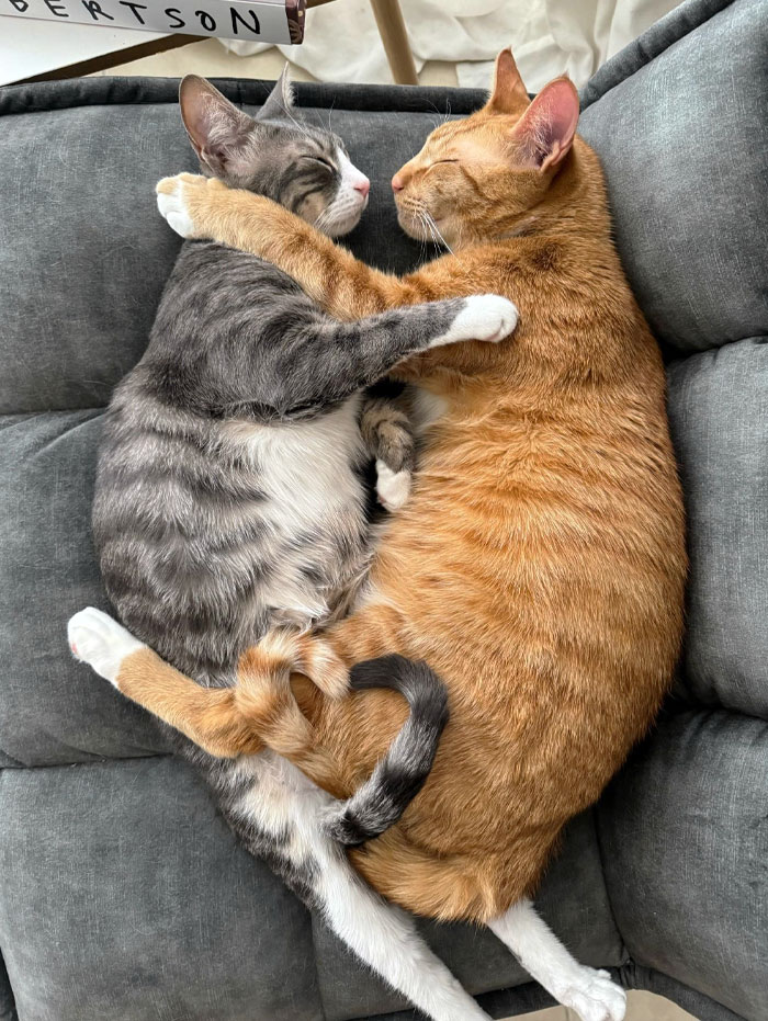 Two adorable cats snuggling closely together, forming a heart shape, resting peacefully on a gray cushion.