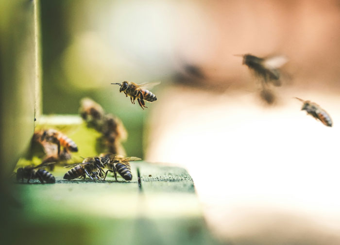 Bees flying around and gathering near a hive entrance in a sunlit outdoor setting, showing active hive life.