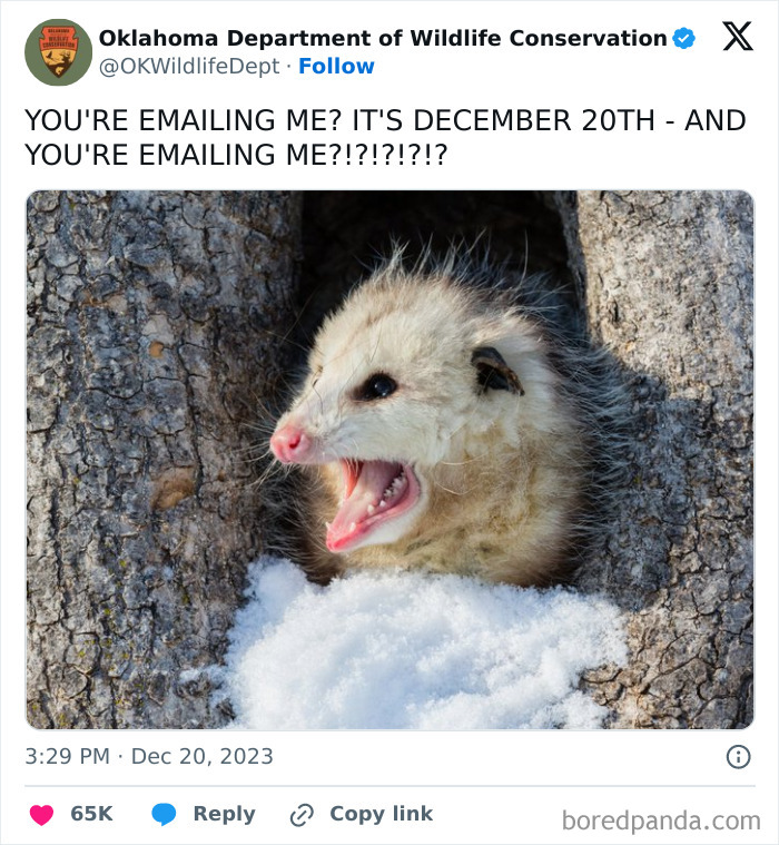 Possum peeking from tree hollow surrounded by snow, illustrating the truth about taking breaks at work and tweeting.