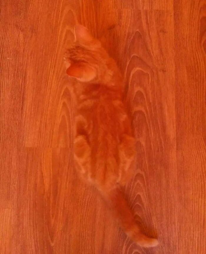 Cute-There-Is-No-Cat-Images