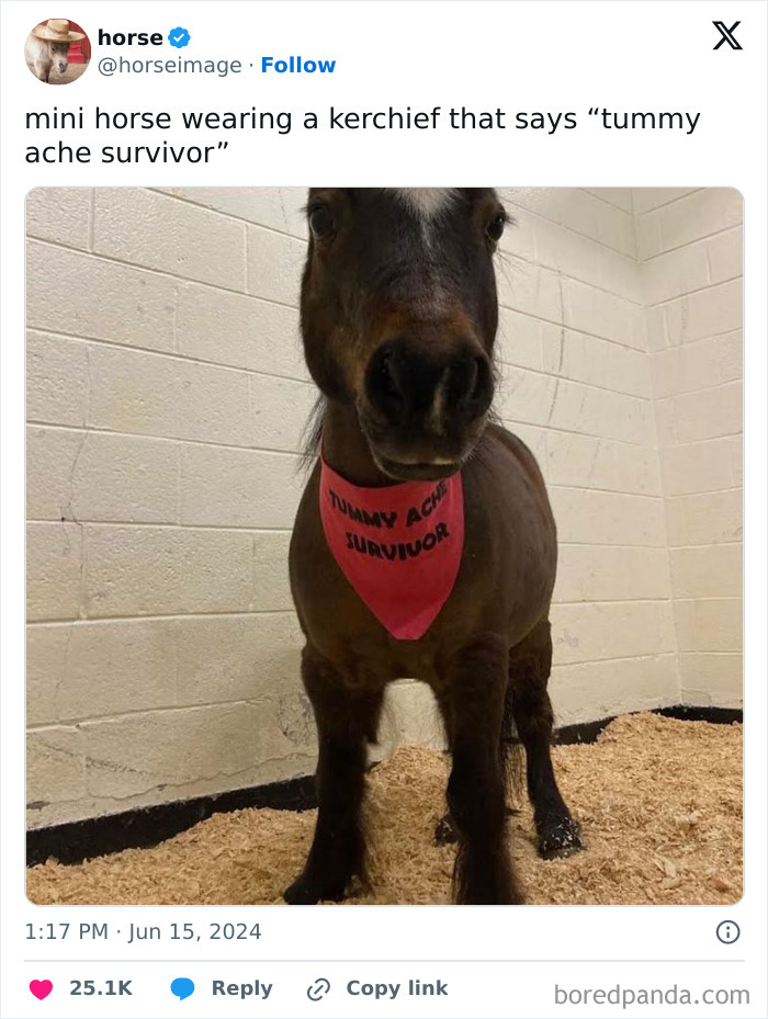 Mini horse wearing a kerchief with a funny message, featured in popular sadistic memes on Instagram account.